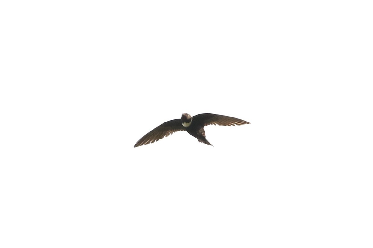 White-collared Swift - John and Milena Beer