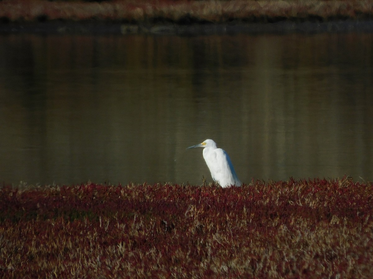 Little Egret - ML618017682