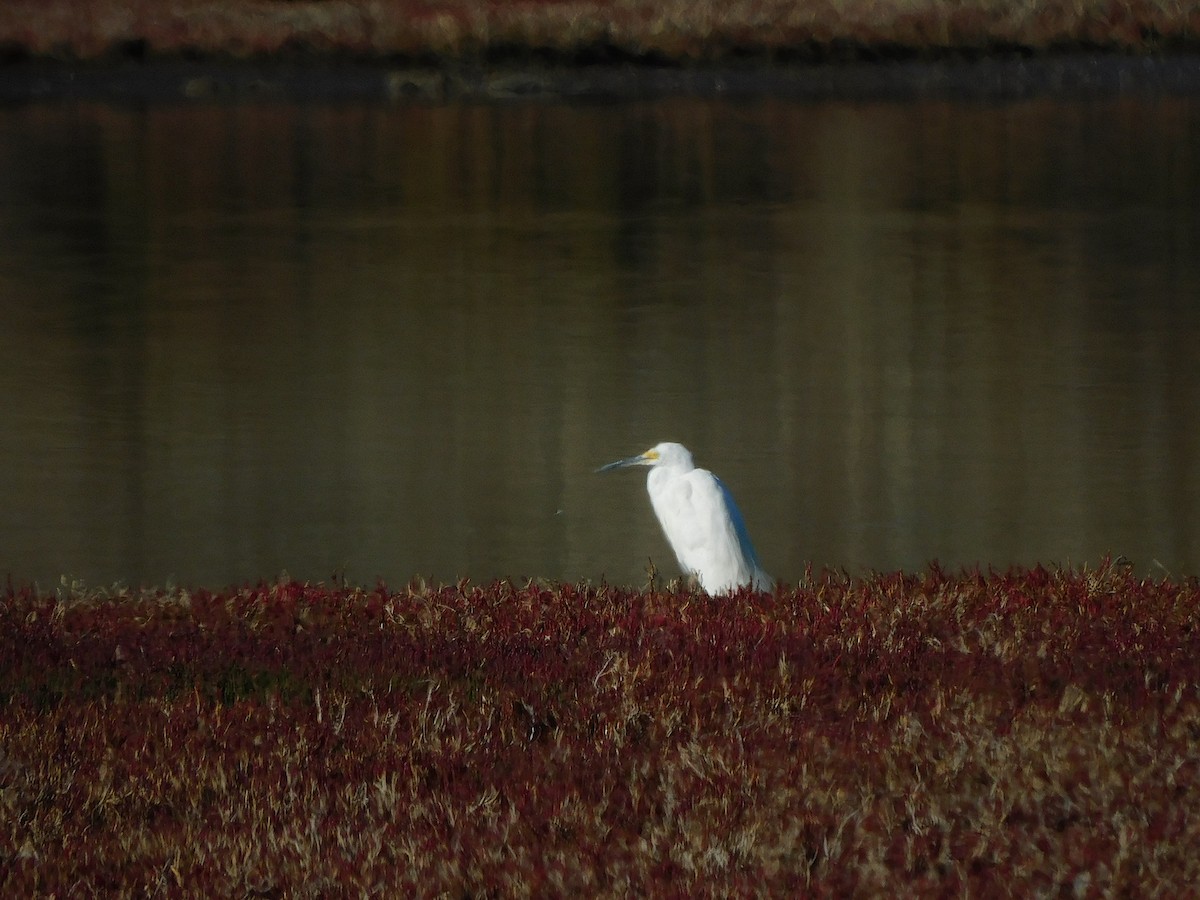 Little Egret - ML618017683