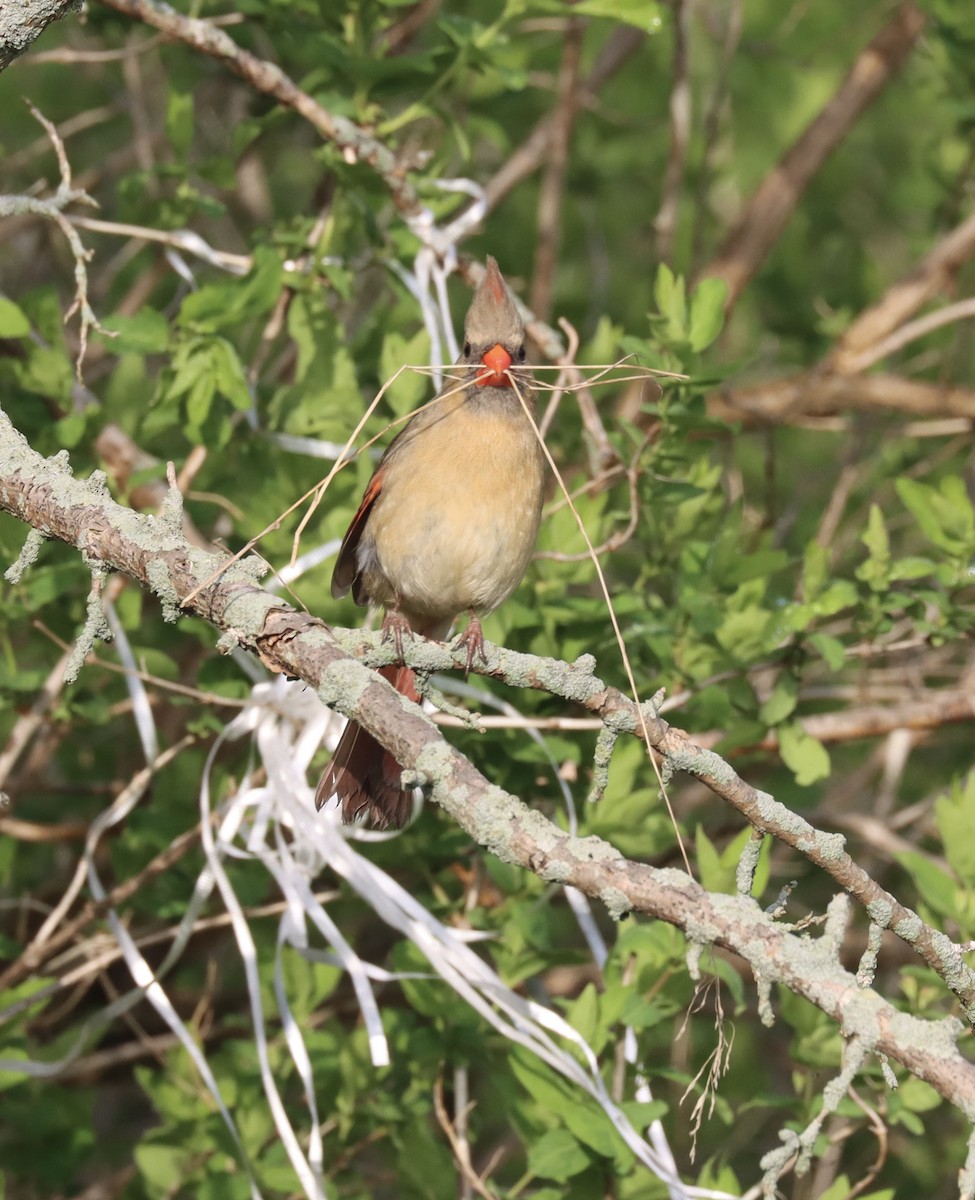 Northern Cardinal - ML618017700