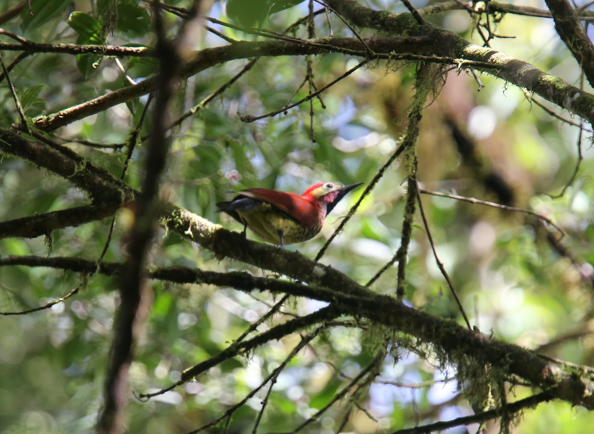 Crimson-mantled Woodpecker (Crimson-mantled) - Desmond Allen