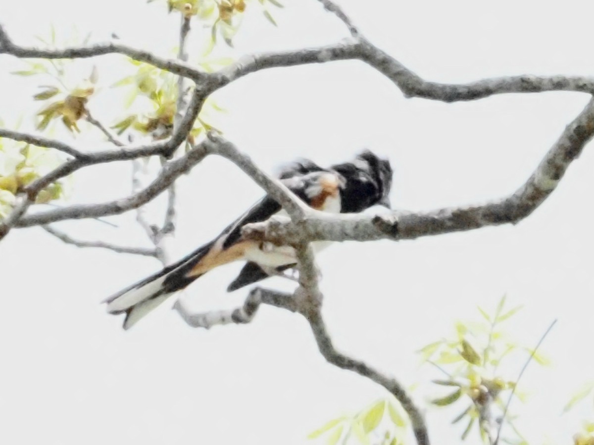 Eastern Towhee - ML618017721