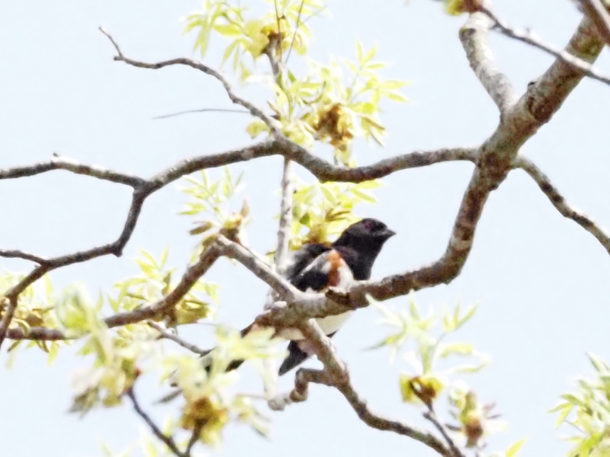 Eastern Towhee - Jonine Dewitte