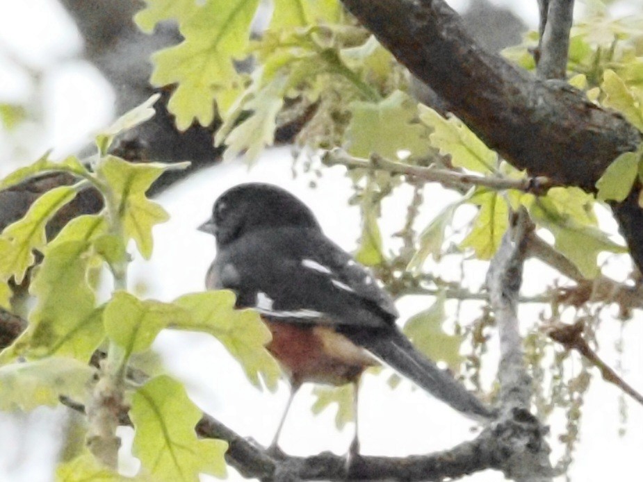 Eastern Towhee - ML618017727