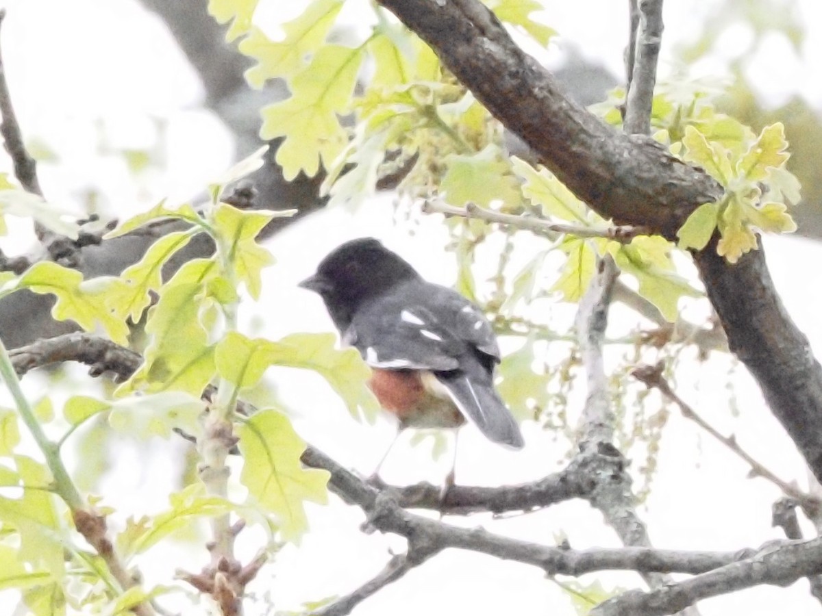 Eastern Towhee - ML618017728