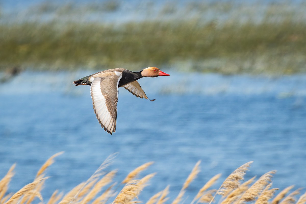 Red-crested Pochard - ML618017740
