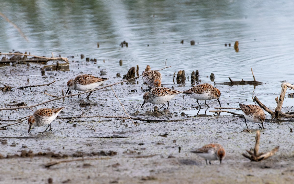 Bergstrandläufer - ML618017750