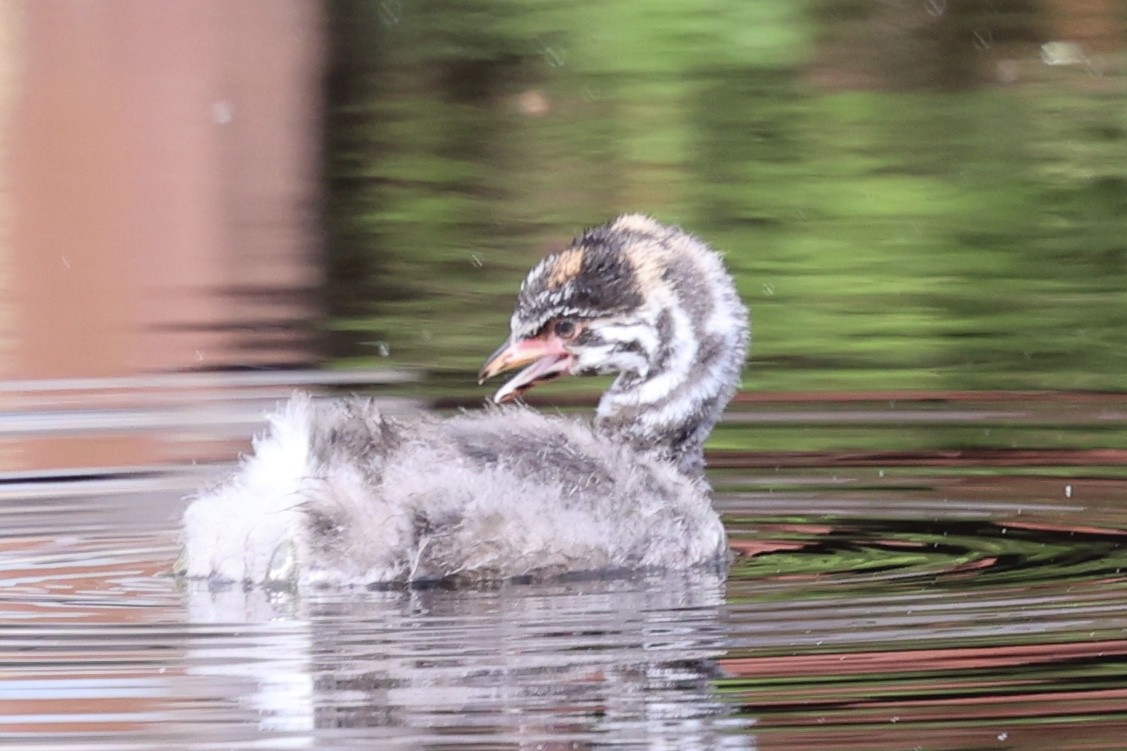 Pied-billed Grebe - Ann Stockert