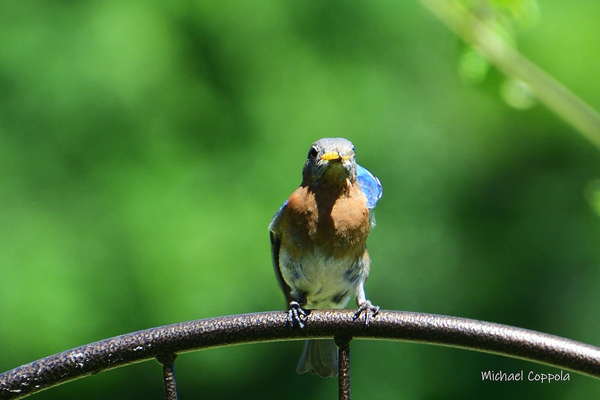 Eastern Bluebird - Michael Coppola