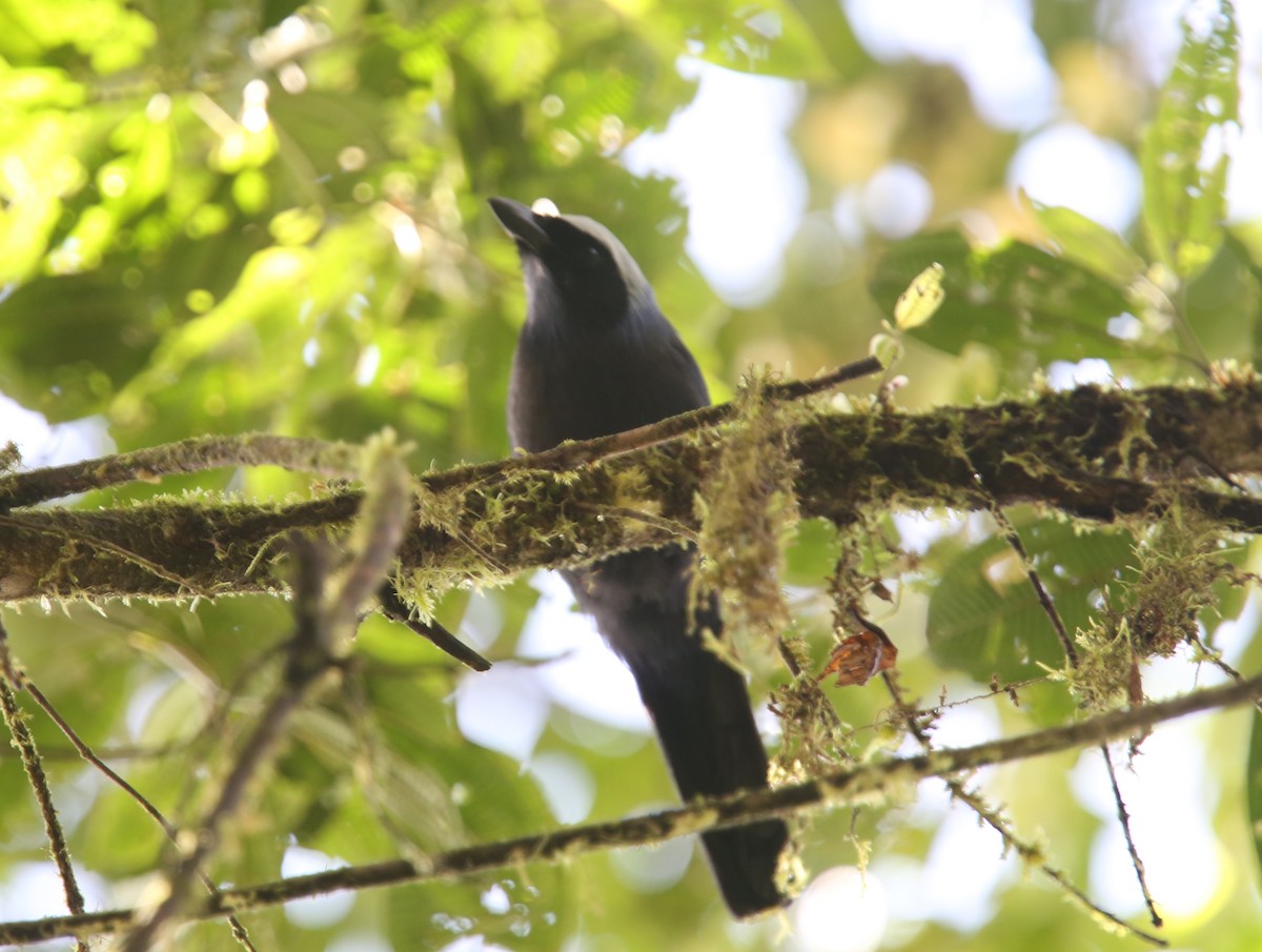 Beautiful Jay - ML618017762