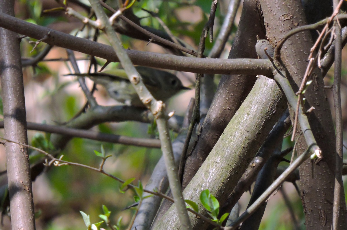 Ruby-crowned Kinglet - Eric Michael