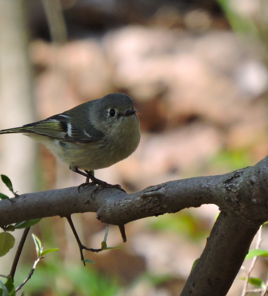Ruby-crowned Kinglet - Eric Michael