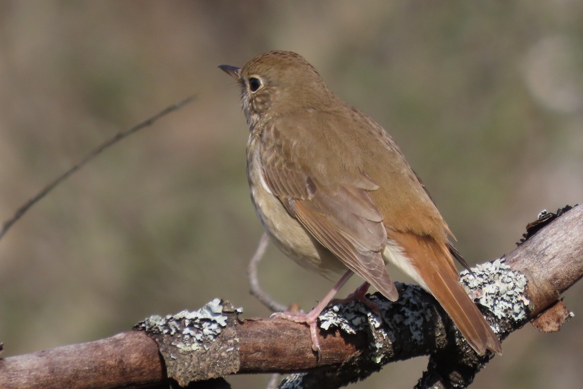 Hermit Thrush - Rebecca Giroux