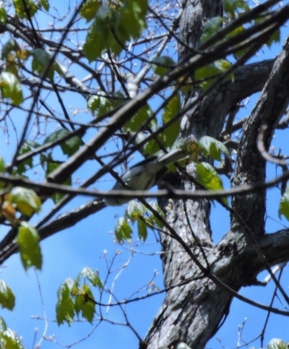 Blue-gray Gnatcatcher - ML618017862