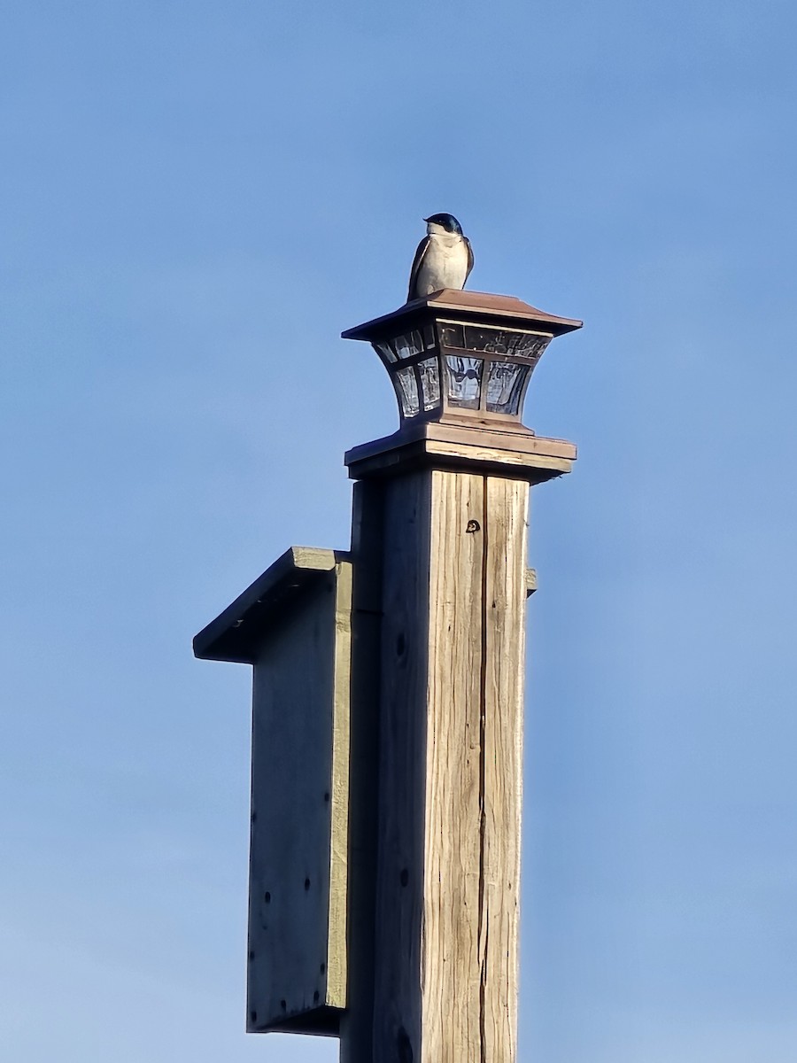 Tree Swallow - Carol Yarnell