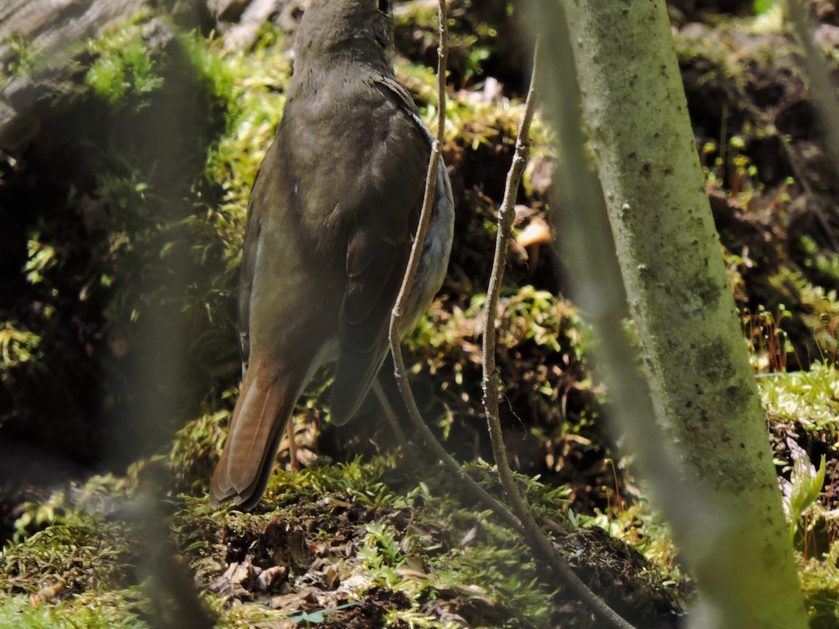 Hermit Thrush - ML618017874