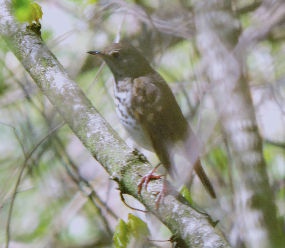 Hermit Thrush - ML618017877