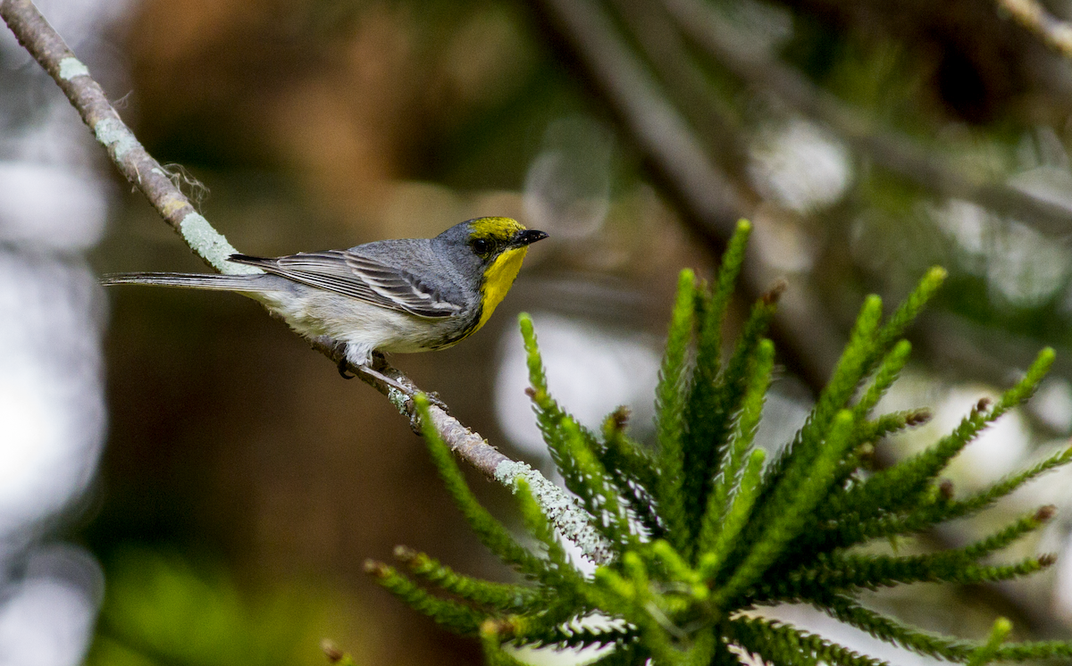 Olive-capped Warbler - ML618017879