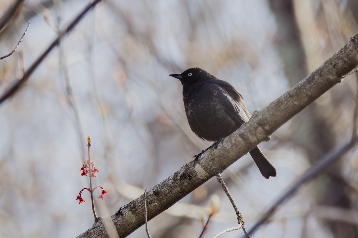 Rusty Blackbird - David Guertin