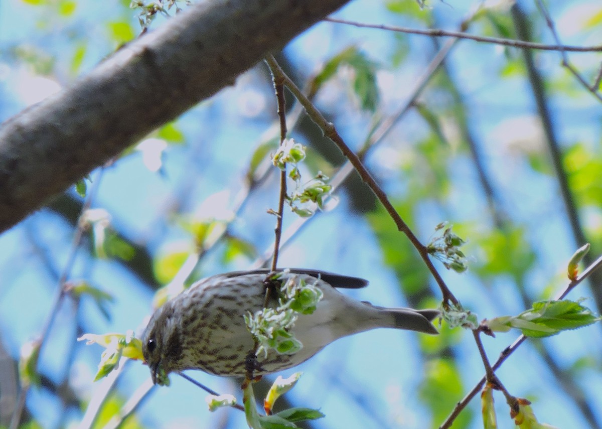 Purple Finch - ML618017892