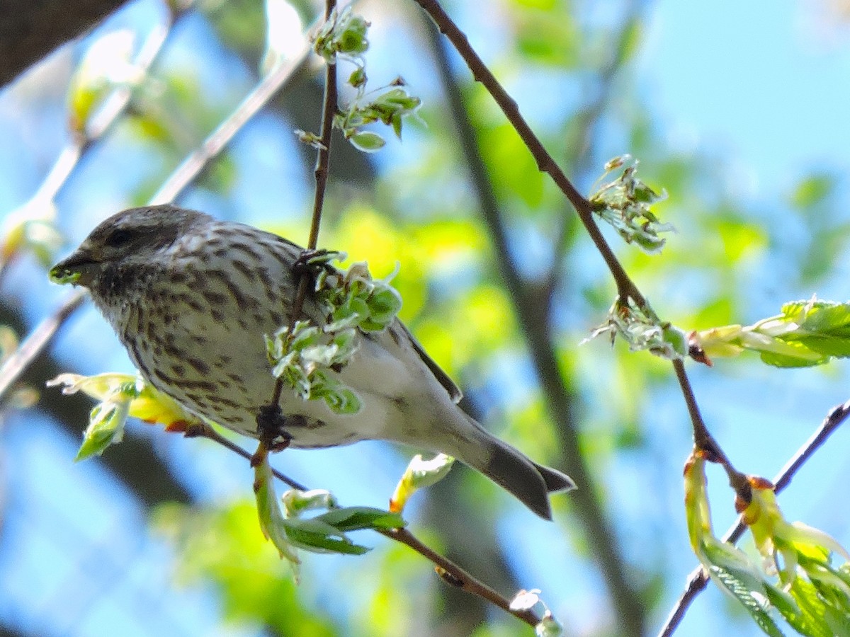 Purple Finch - ML618017893