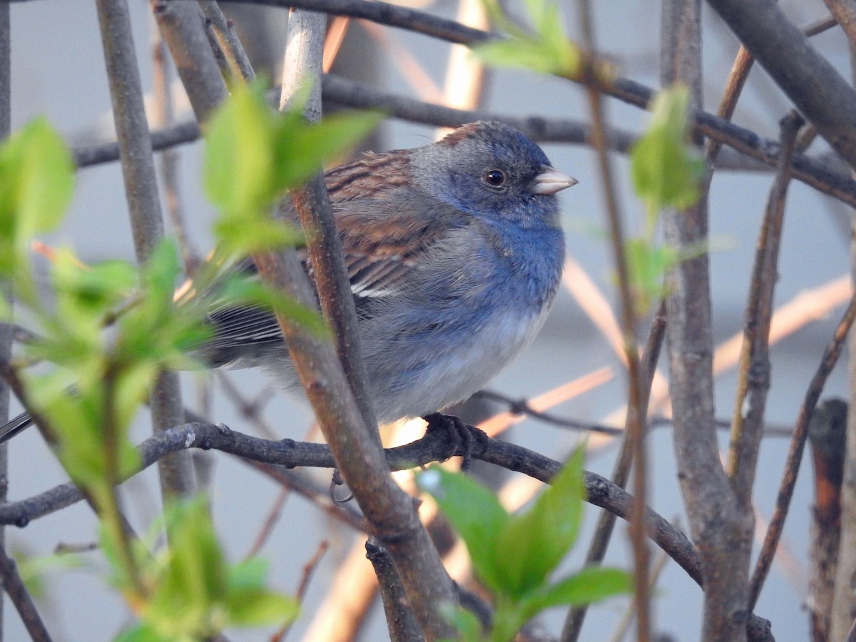 Dark-eyed Junco x White-throated Sparrow (hybrid) - ML618017937