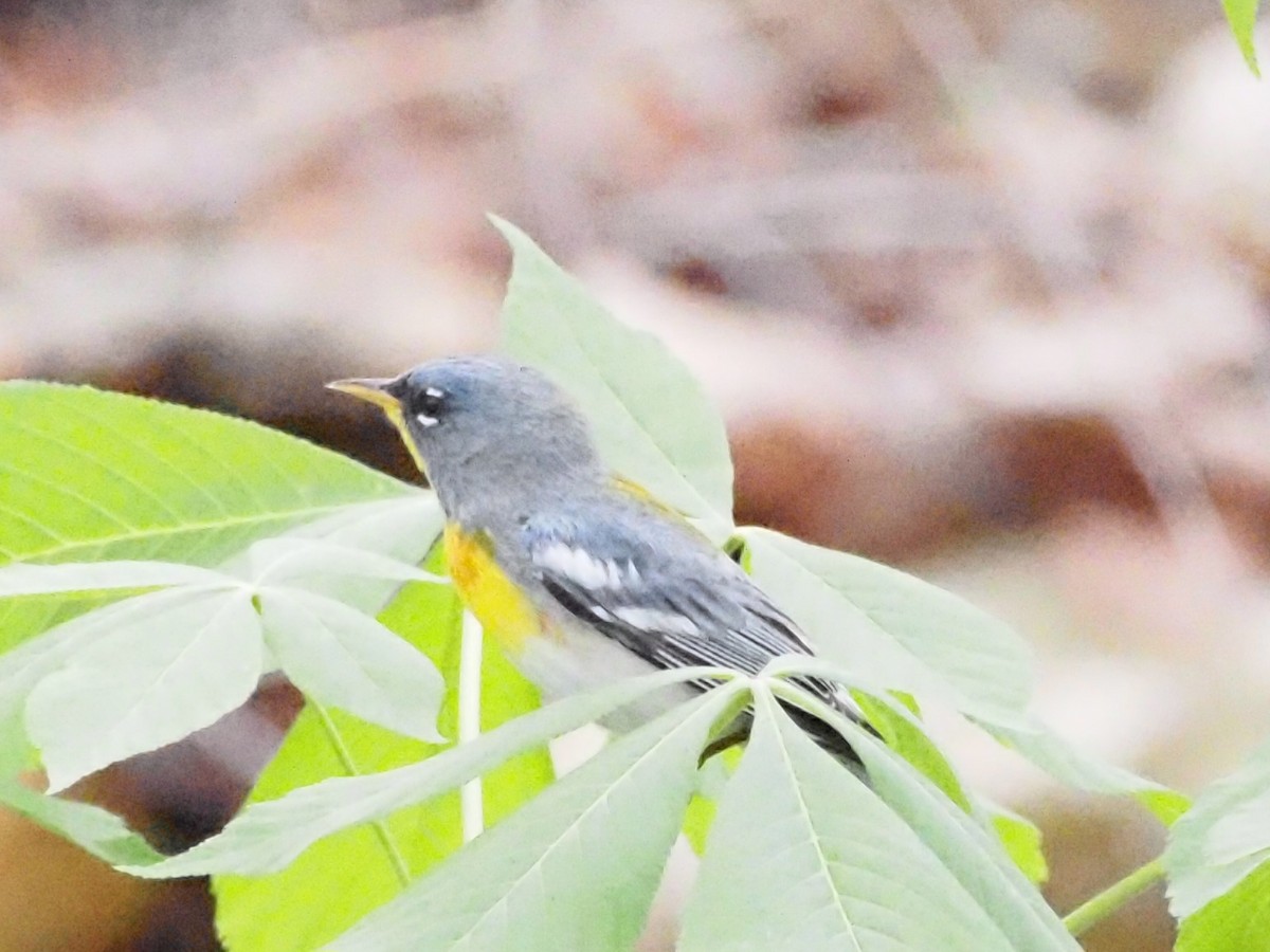 Northern Parula - ML618017957