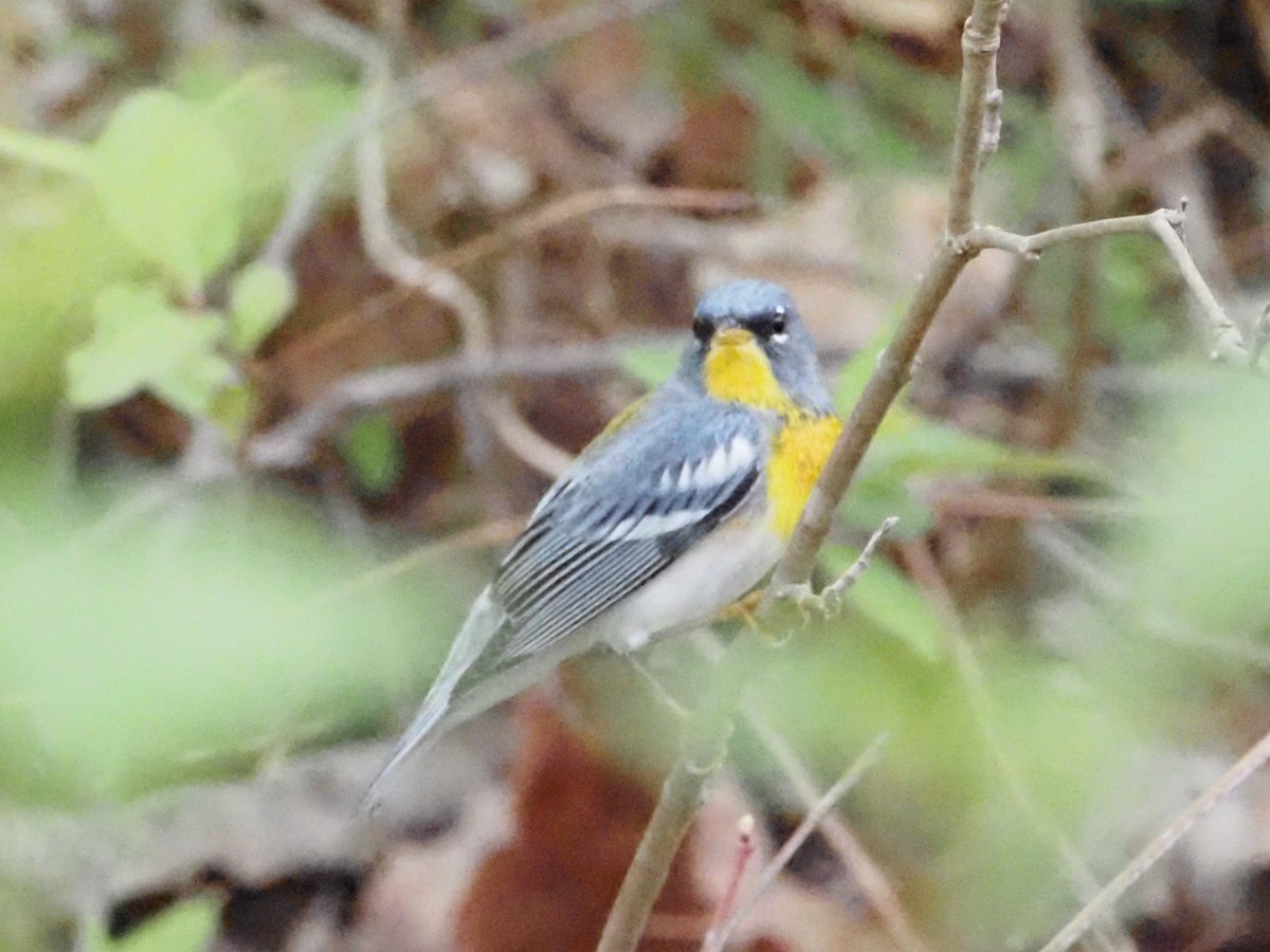 Northern Parula - Jonine Dewitte