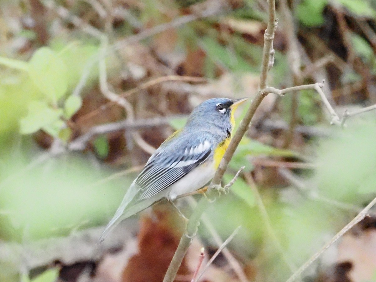 Northern Parula - ML618017959