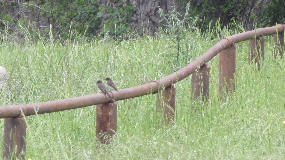 Eastern Phoebe - ML618017965