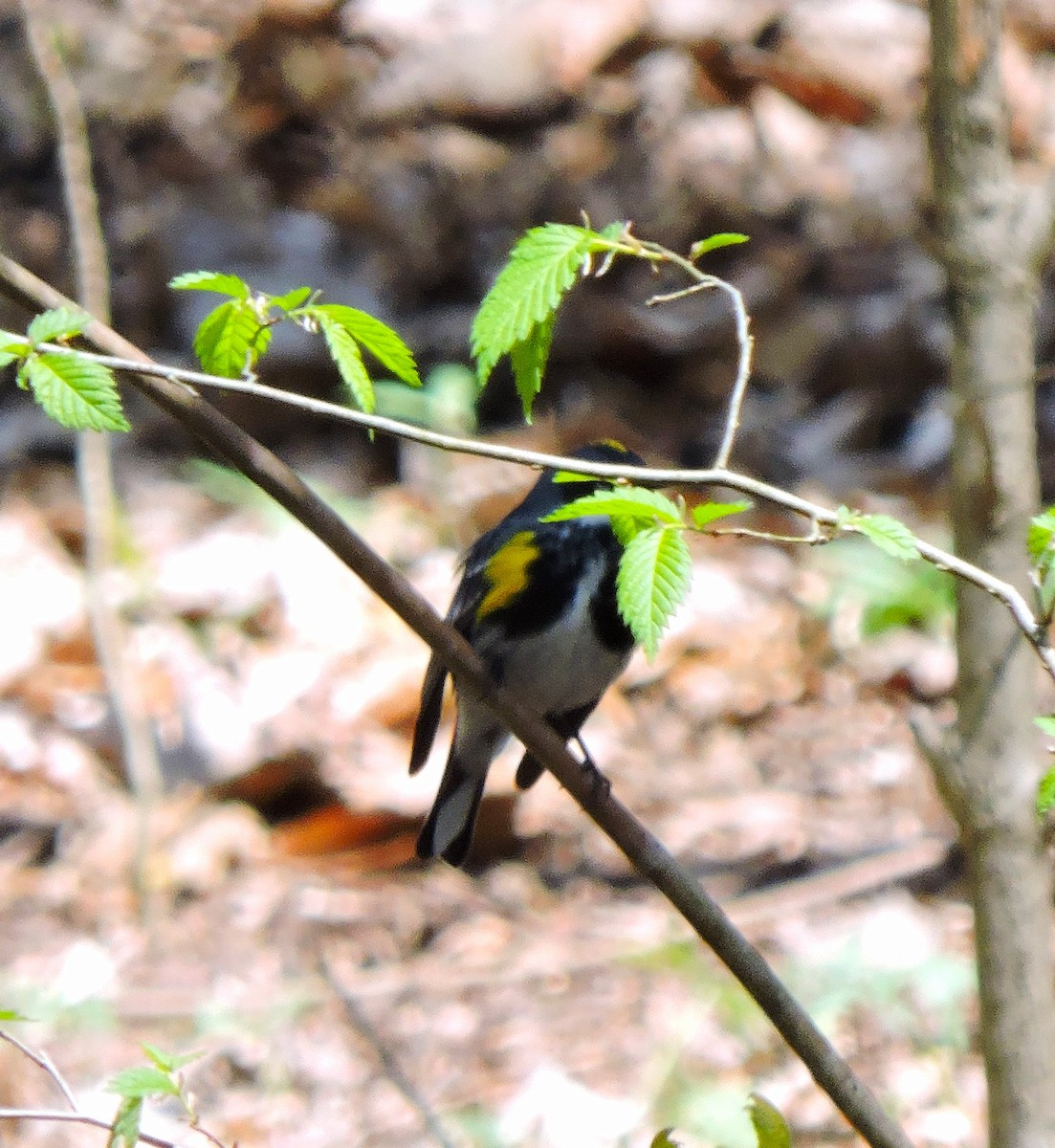 Yellow-rumped Warbler - ML618017979