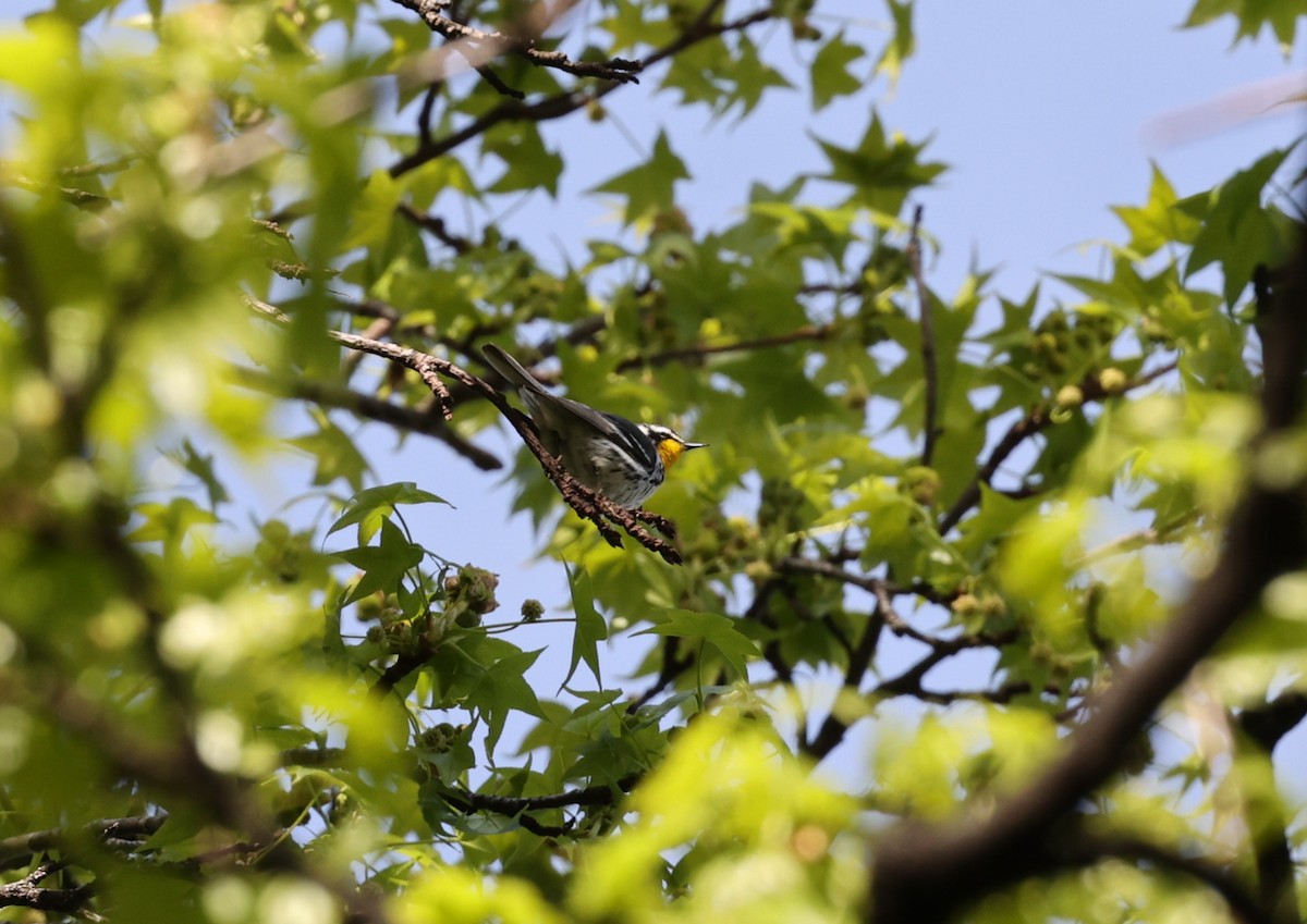 Yellow-throated Warbler - ML618017989