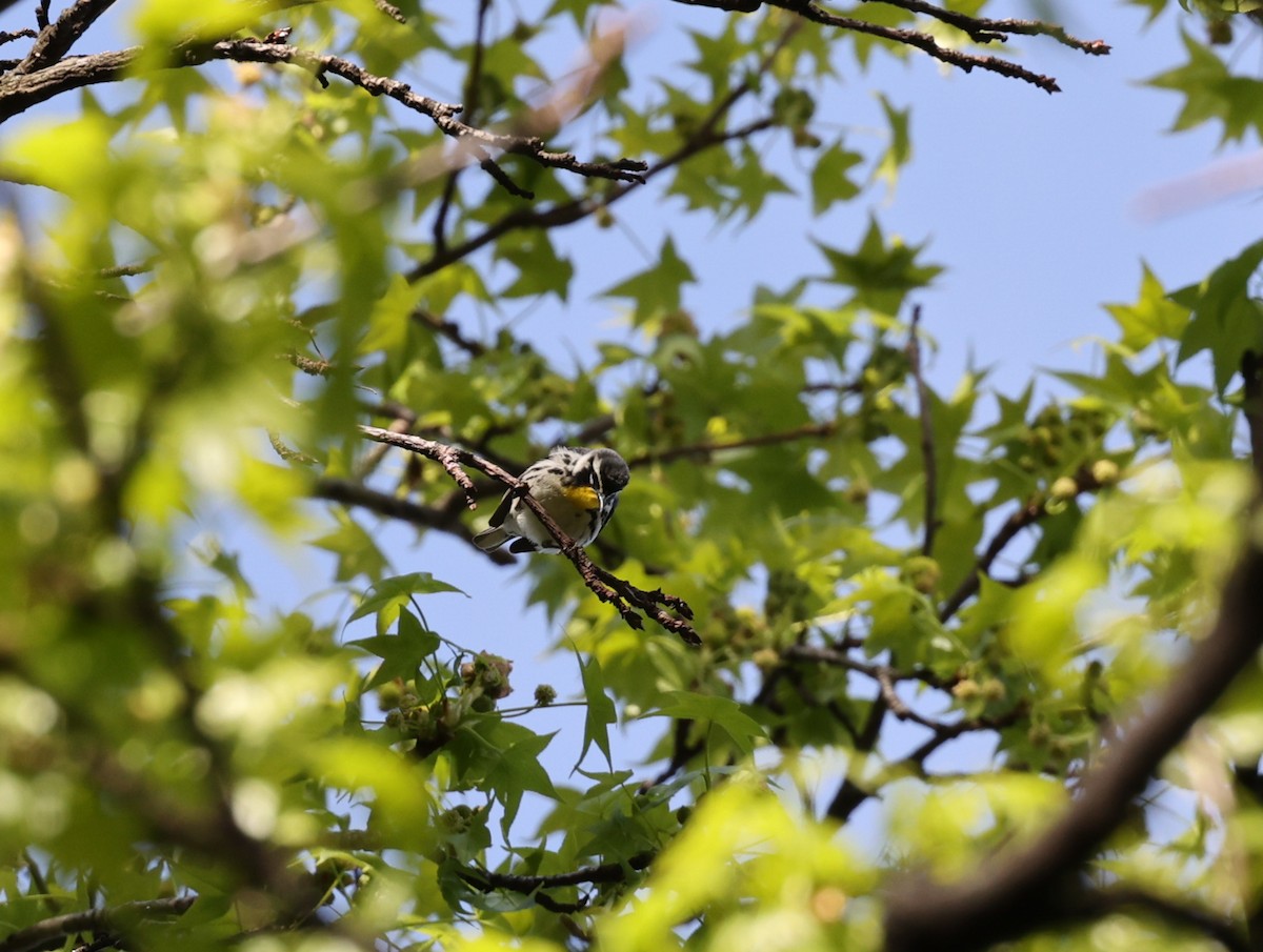 Yellow-throated Warbler - ML618017990