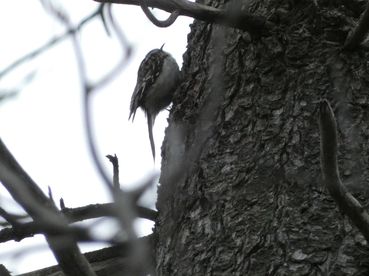 Brown Creeper - ML618017992