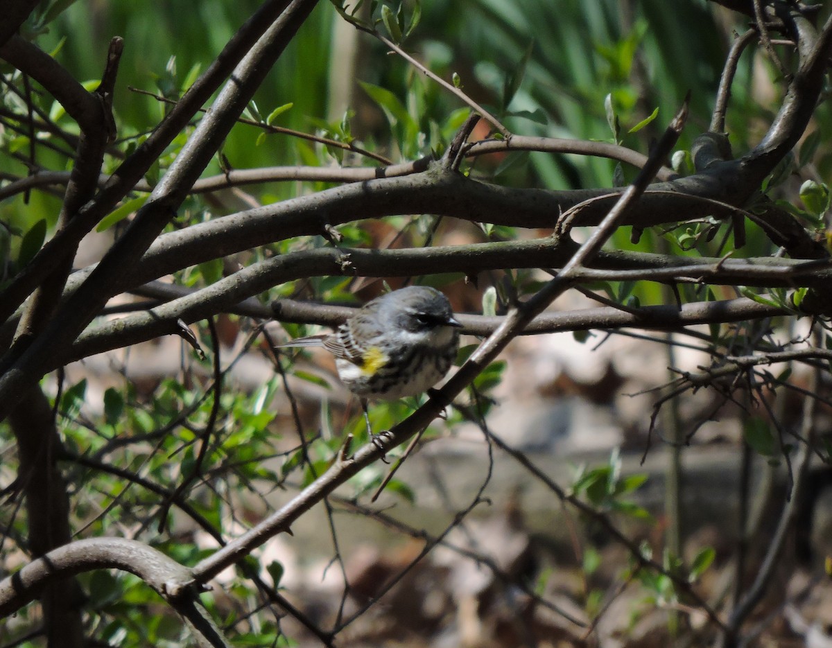 Yellow-rumped Warbler - ML618017994