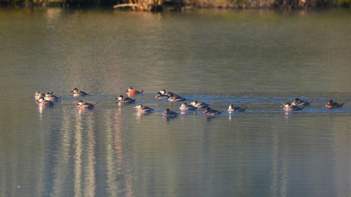 Ruddy Duck - ML618018003