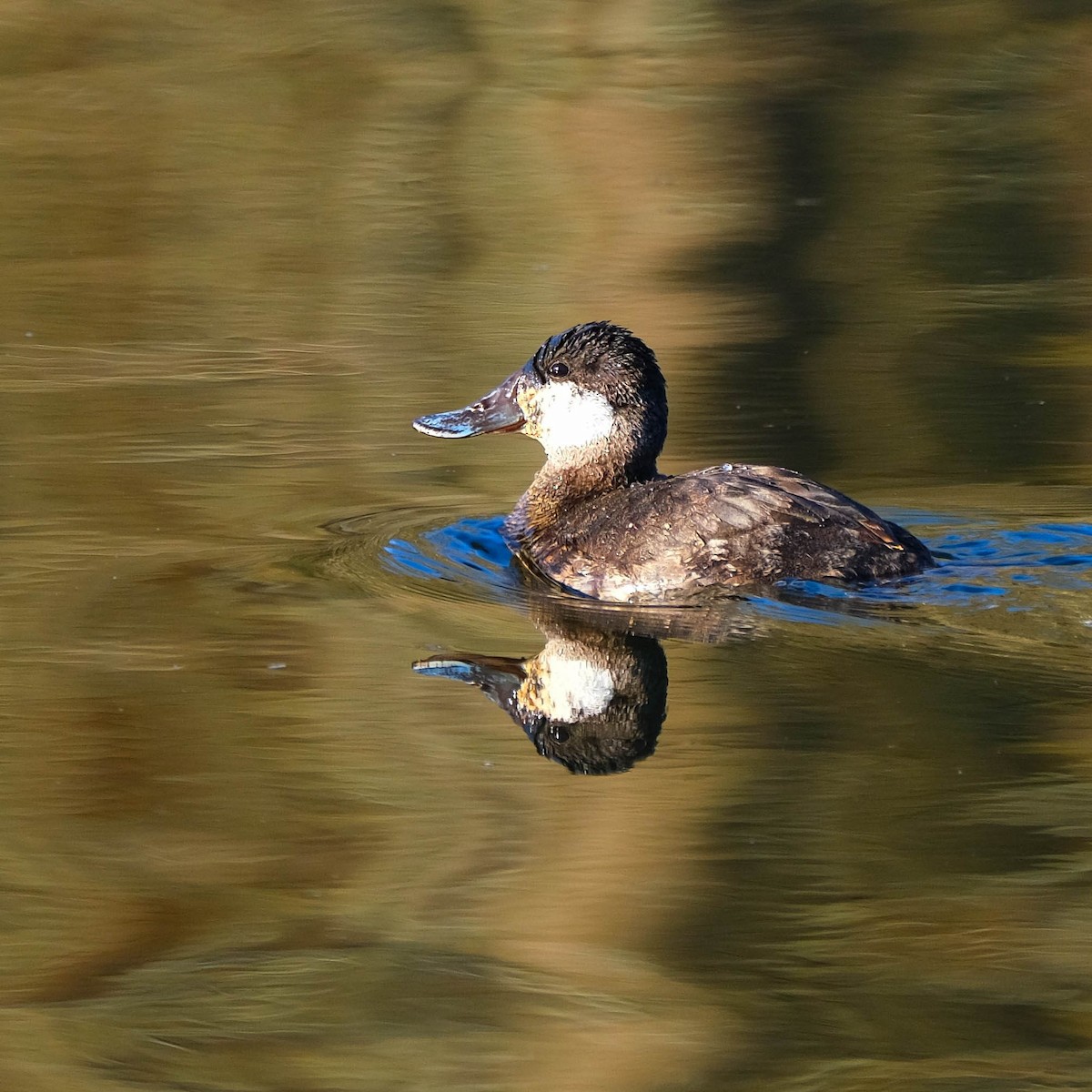 Ruddy Duck - ML618018012