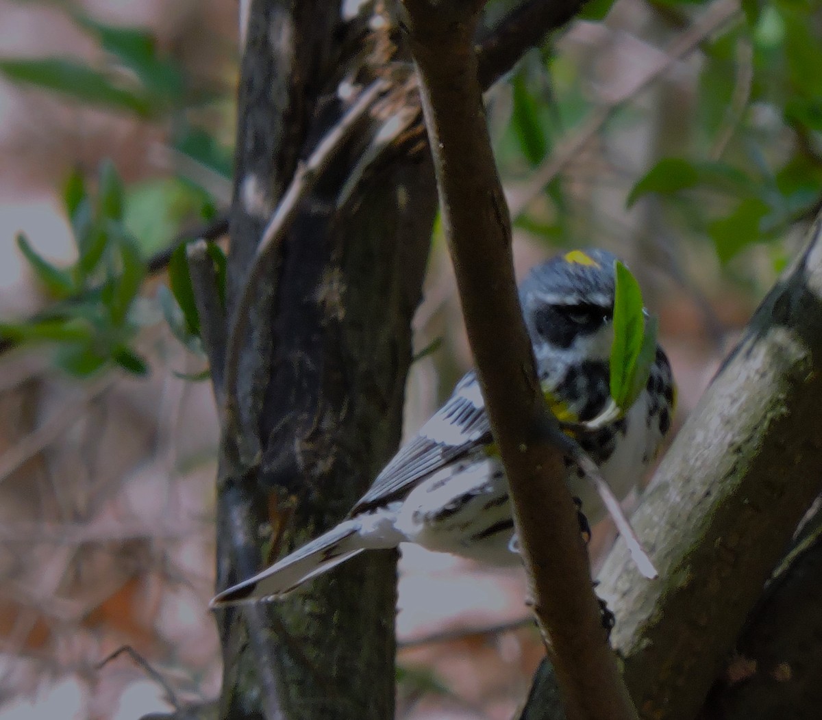 Yellow-rumped Warbler - ML618018018