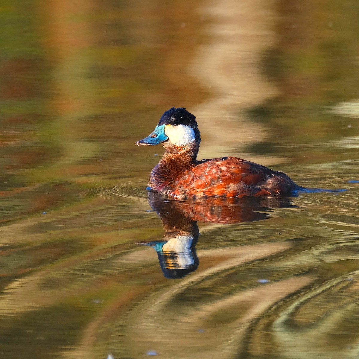 Ruddy Duck - ML618018019