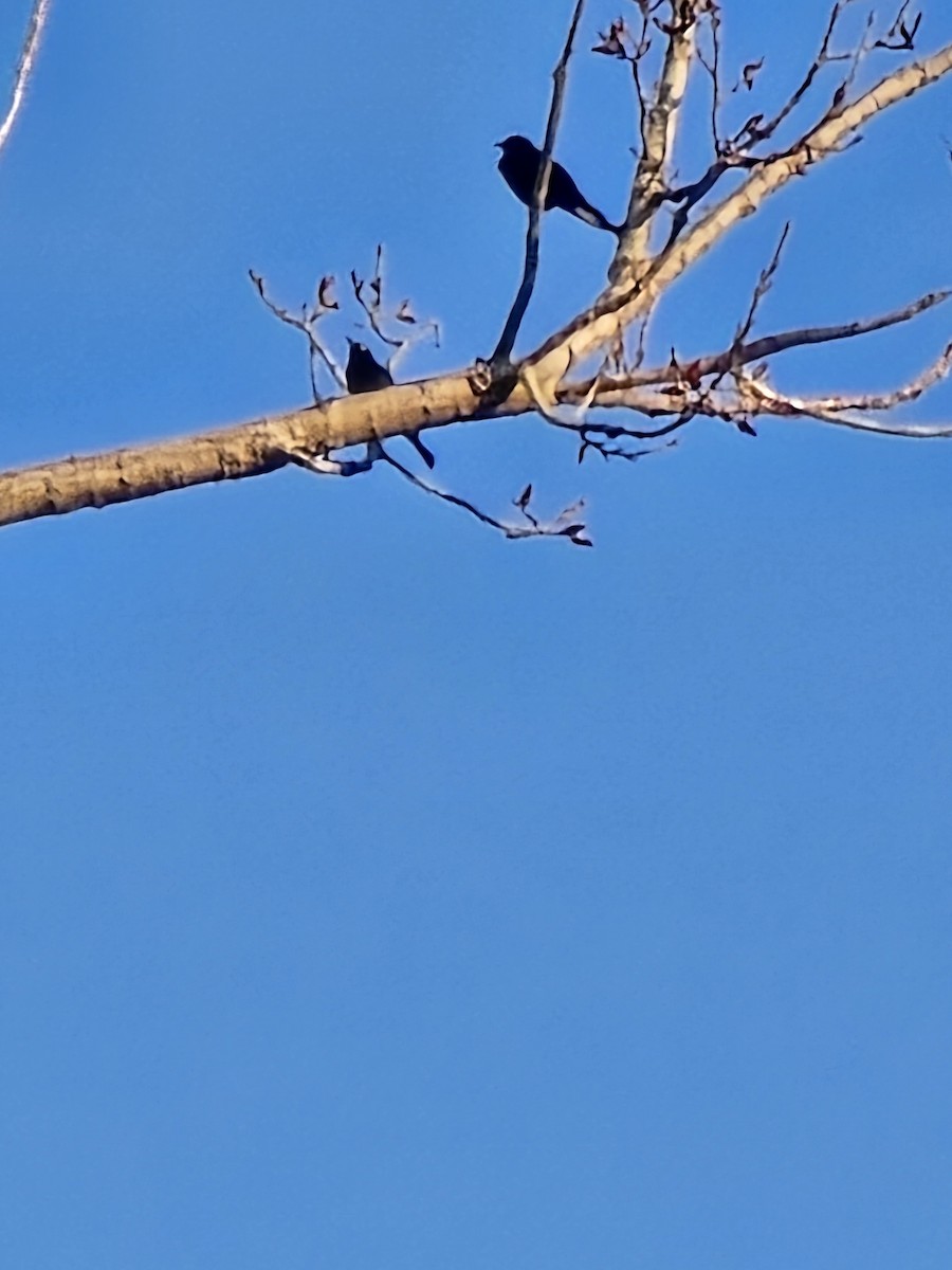 Rusty Blackbird - ML618018024