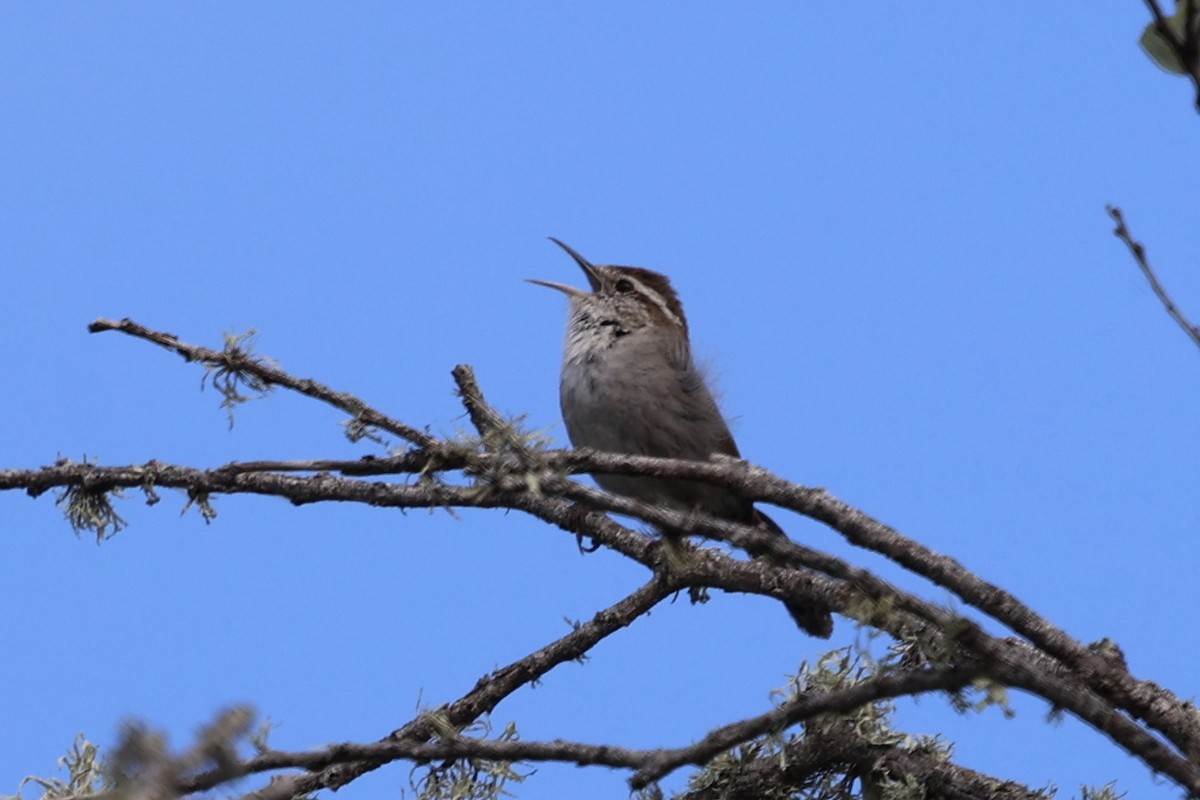 Bewick's Wren - Ann Stockert