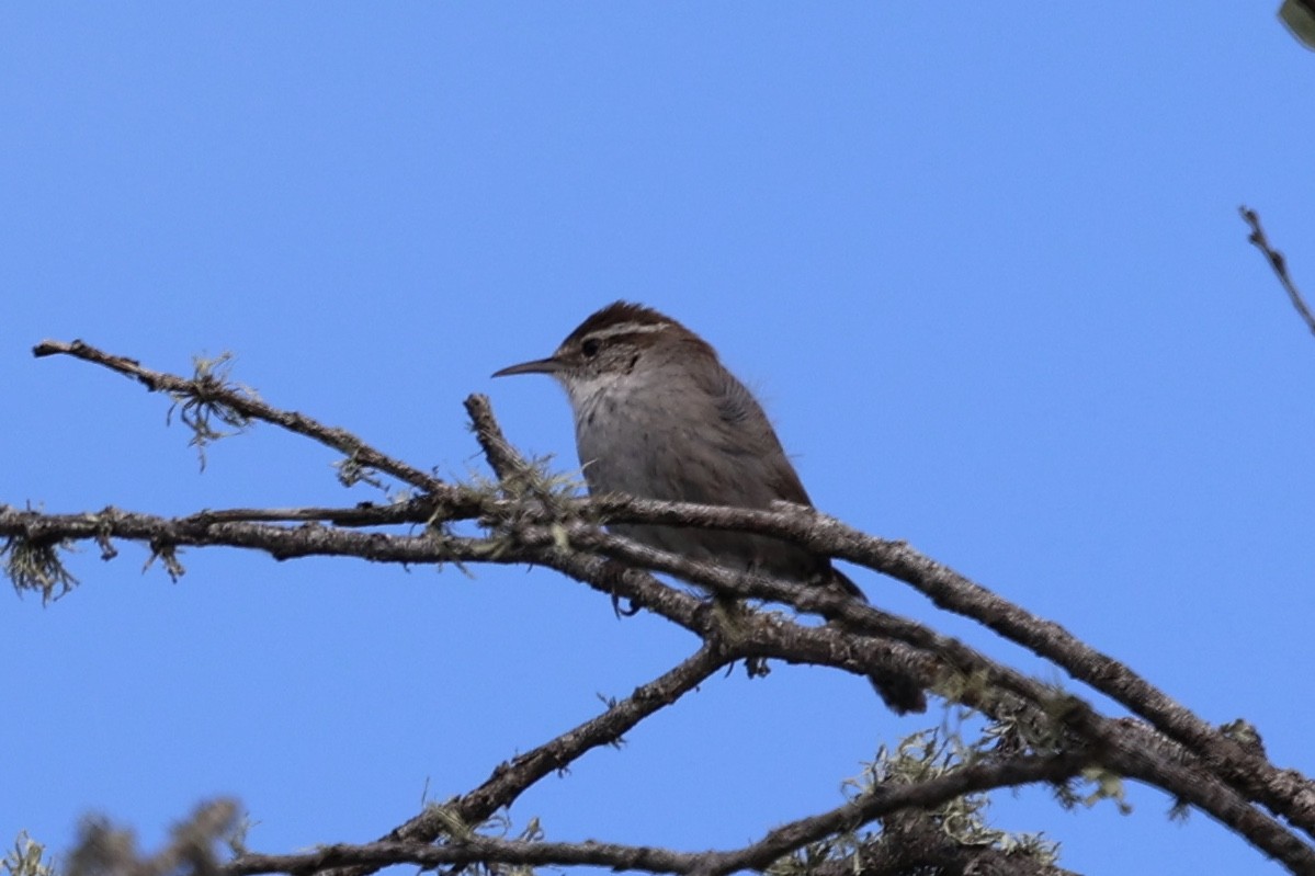 Bewick's Wren - ML618018046