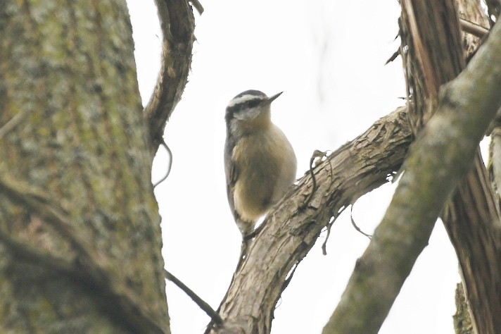 Red-breasted Nuthatch - ML618018073