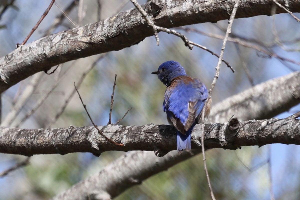 Western Bluebird - Ann Stockert