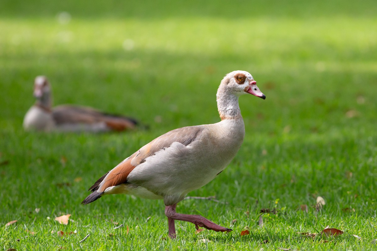 Egyptian Goose - Nathan French