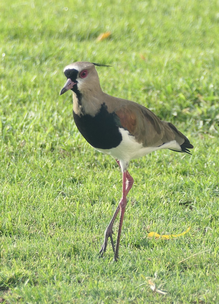 Southern Lapwing (cayennensis) - ML618018119