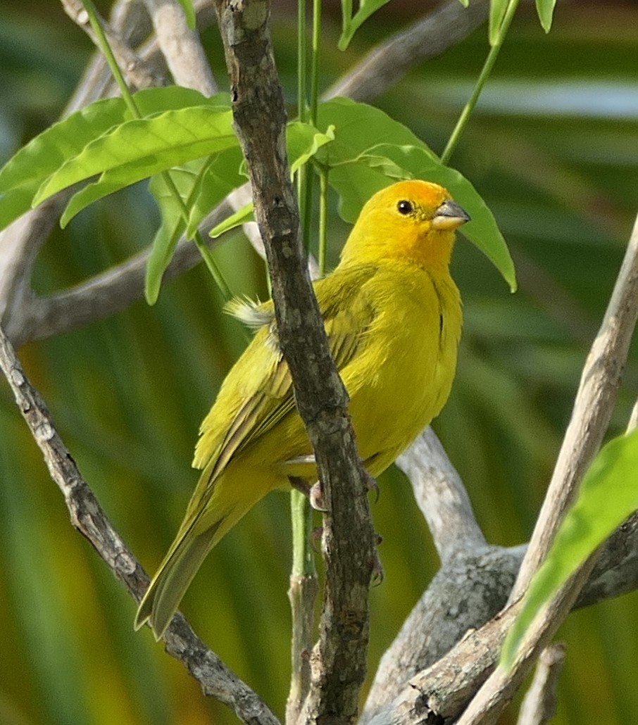 Saffron Finch - ML618018132