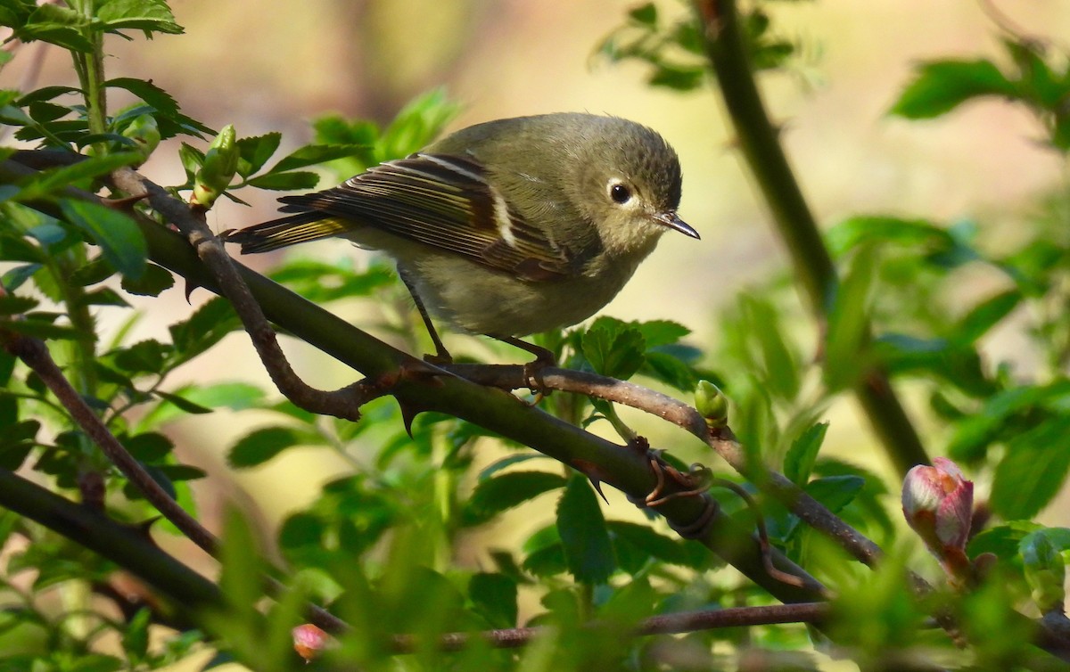 Ruby-crowned Kinglet - Sue Bernstein