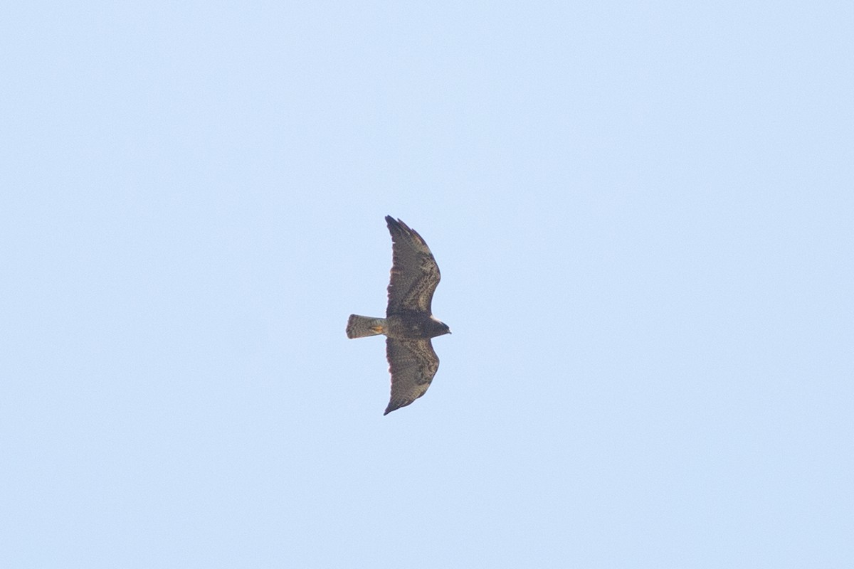 Swainson's Hawk - ML618018159