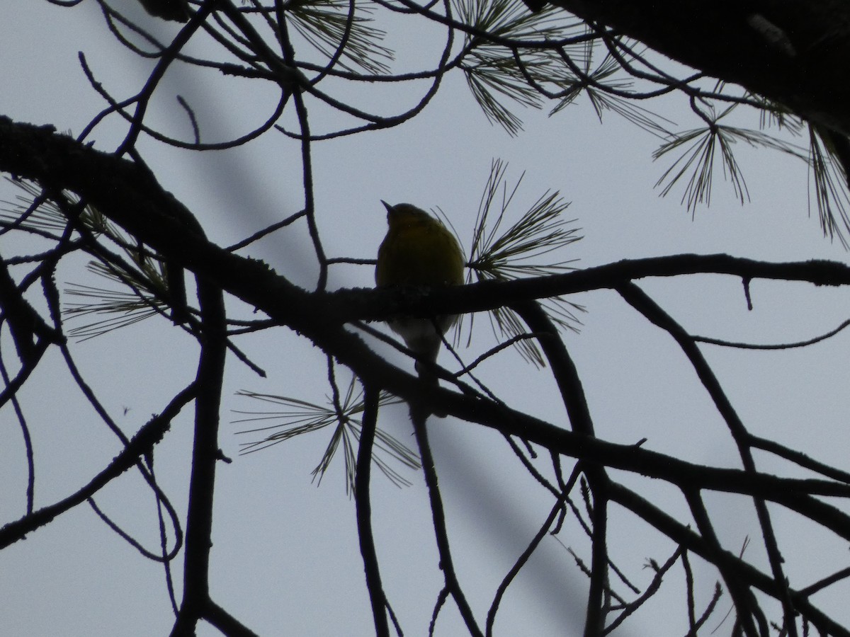 Pine Warbler - Nicolas Moreno